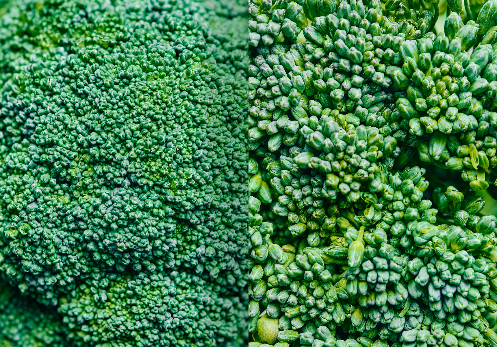 Broccoli Versus Broccolini